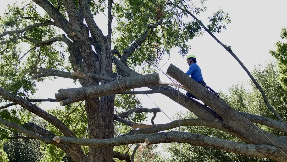 Professional Crown Thinning performed by certified arborists in Ruston